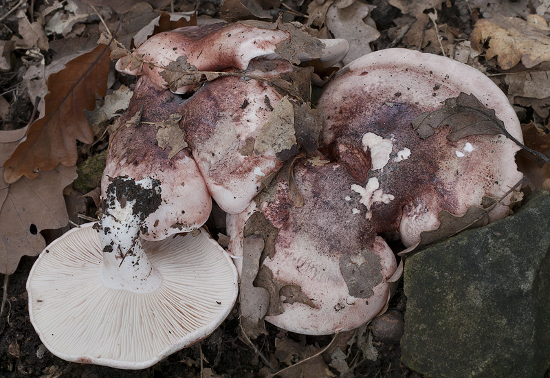 Hygrophorus russula